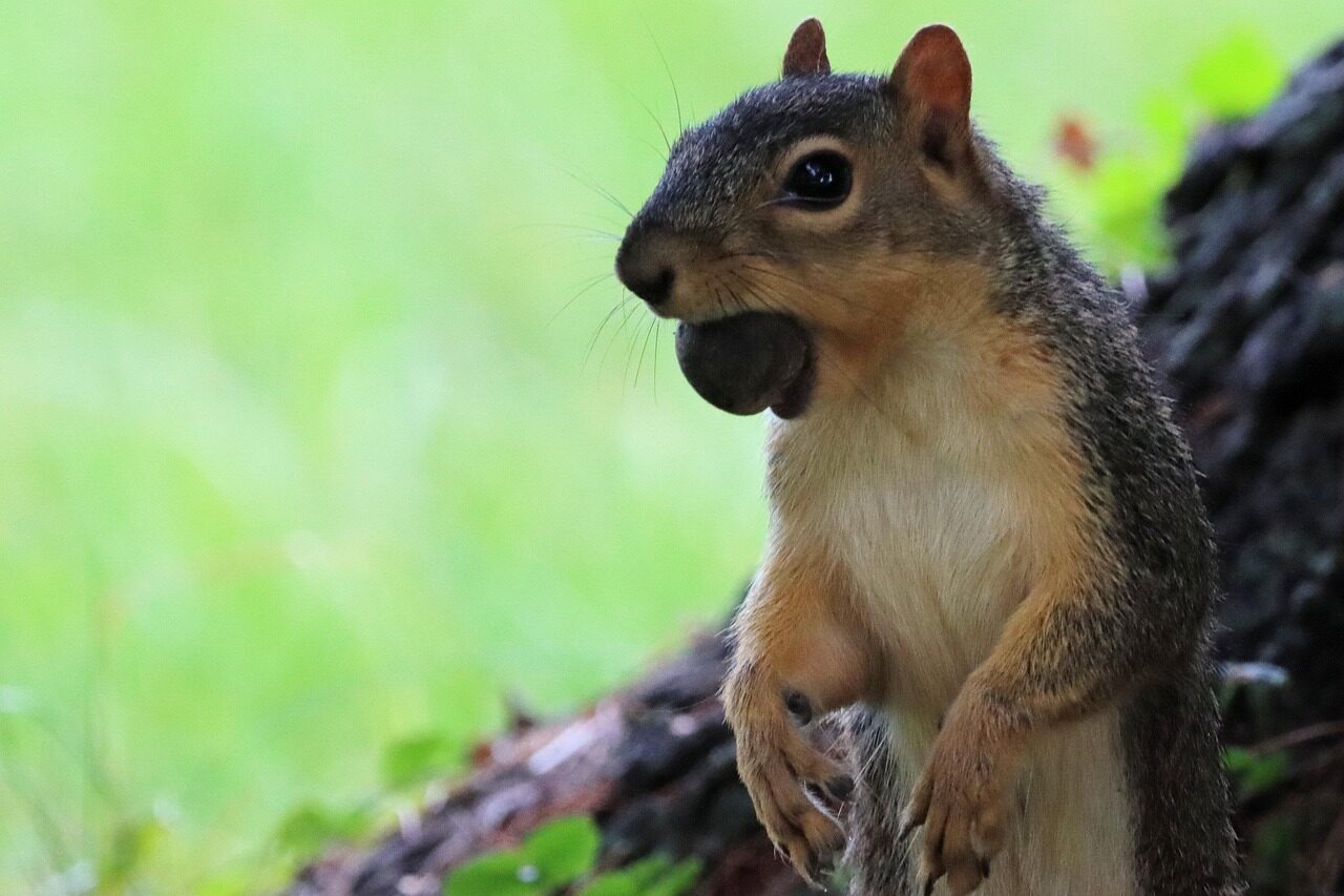 A squirrel with an acorn in its mouth